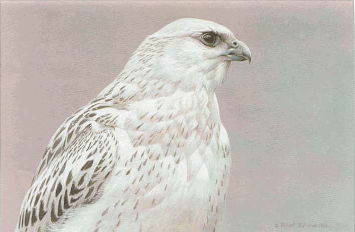 Artwork by Robert Bateman